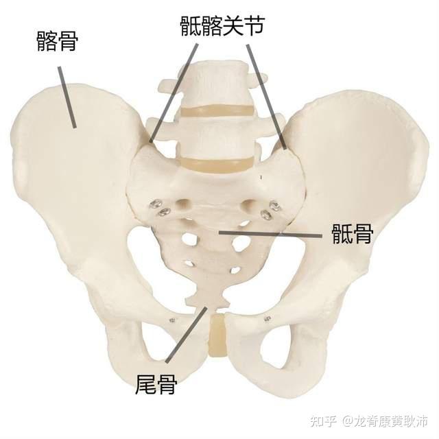 骶髂关节是由骶骨和髂骨这两块骨头的耳状面构成的,位于我们身体后方