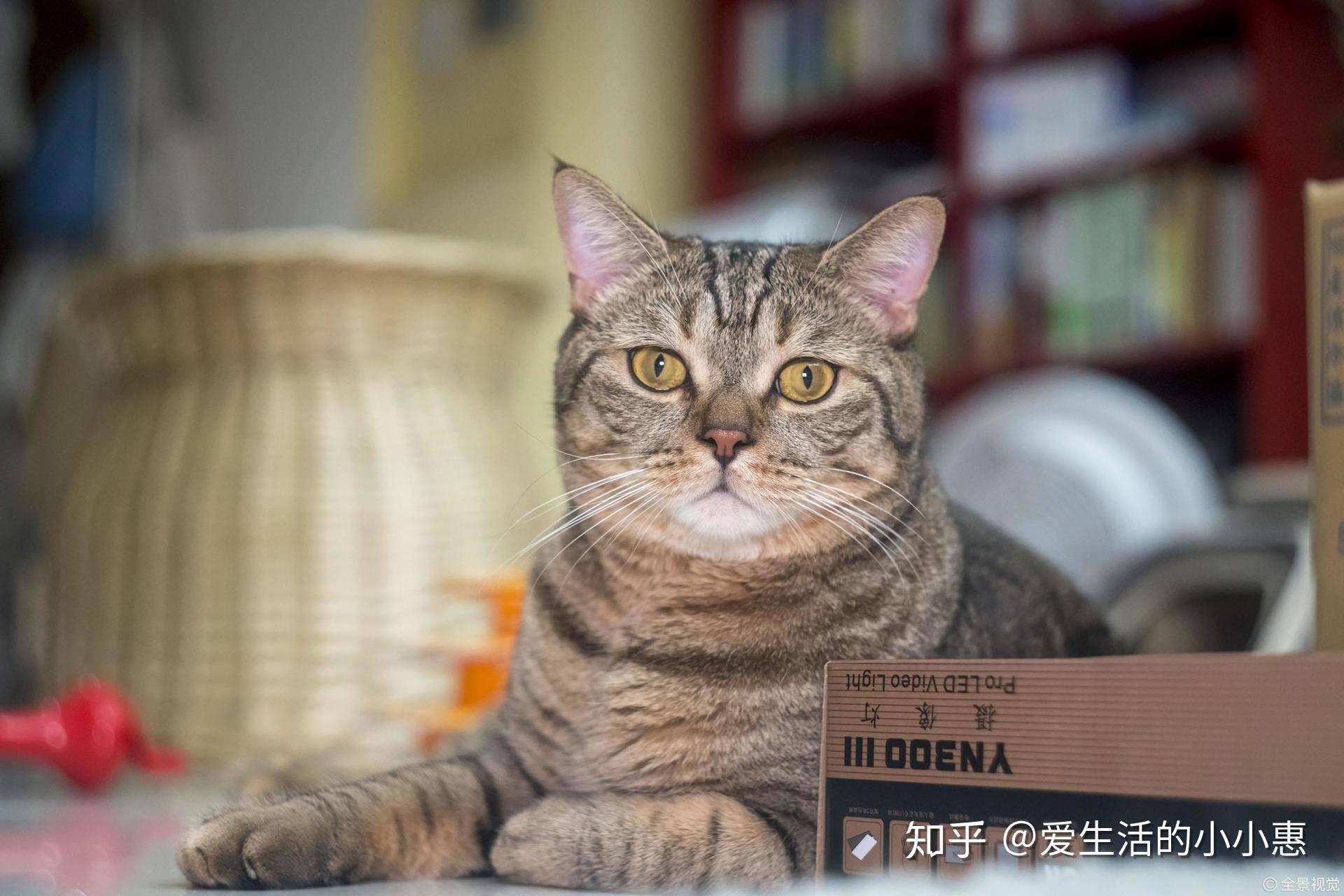怎么看小猫是公的母的 v2-9c73173152927b3a42398774d93d5095_r.jpg