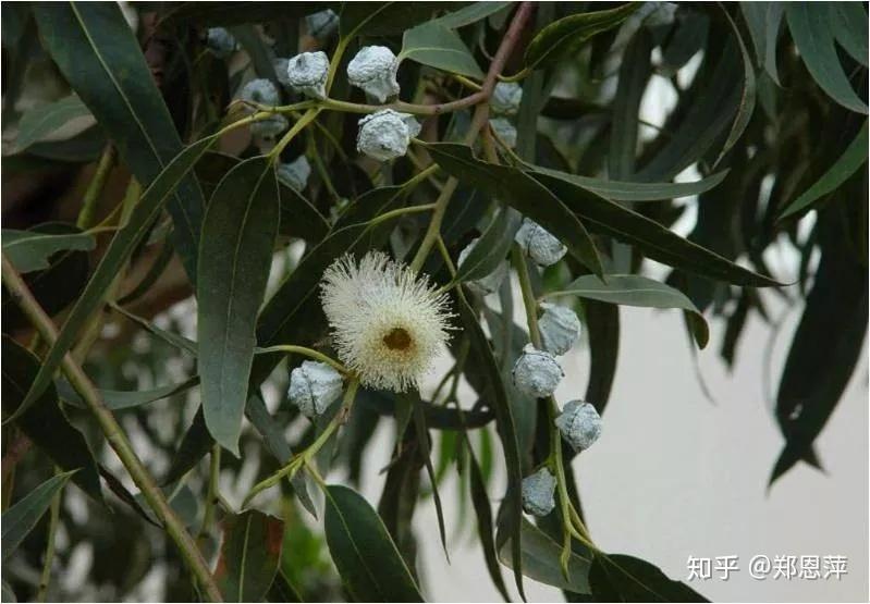 植识库蓝胶尤加利精油的10种益处及6种魔法配方