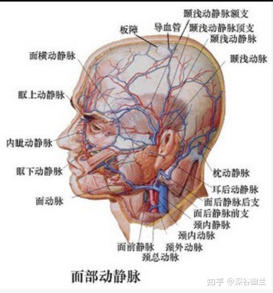 253,聽會(ting hui)在面部,當耳屏間切跡的前方,下頜骨髁突的後緣