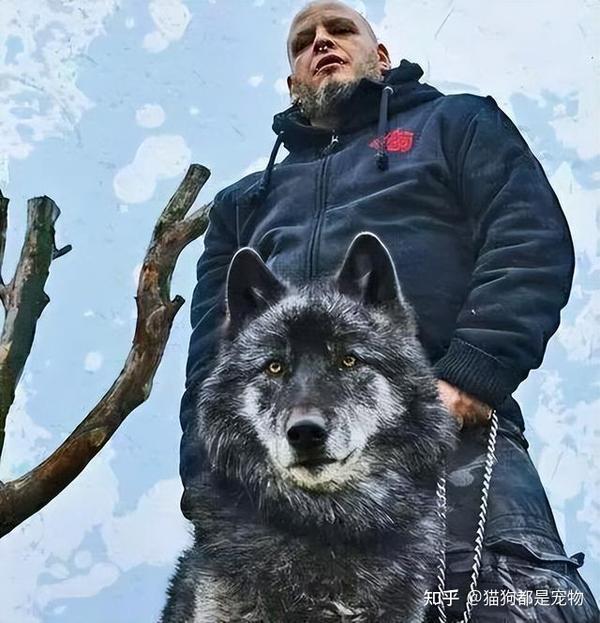 狗中高富帅“蓝湾牧羊犬”,让人一眼就爱上! - 知乎