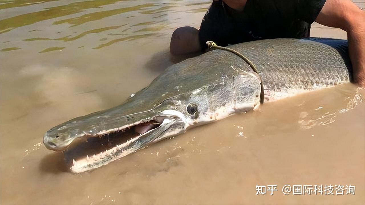 鱷雀鱔魚皮很厚,還有魚鱗狀的花紋,看起來就像麻雀的尾巴一樣.