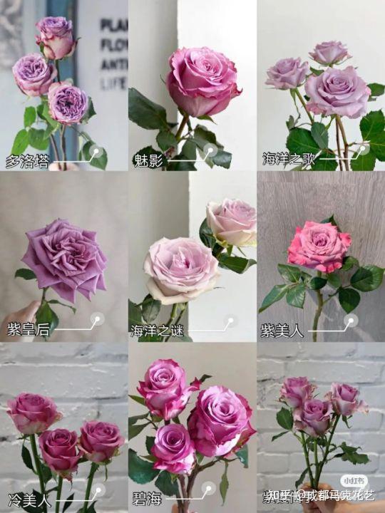 45种玫瑰品种大全