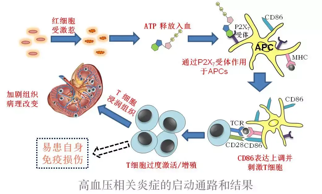 sciimmunol浙大沈啸团队揭示高血压下免疫系统改变的分子机制