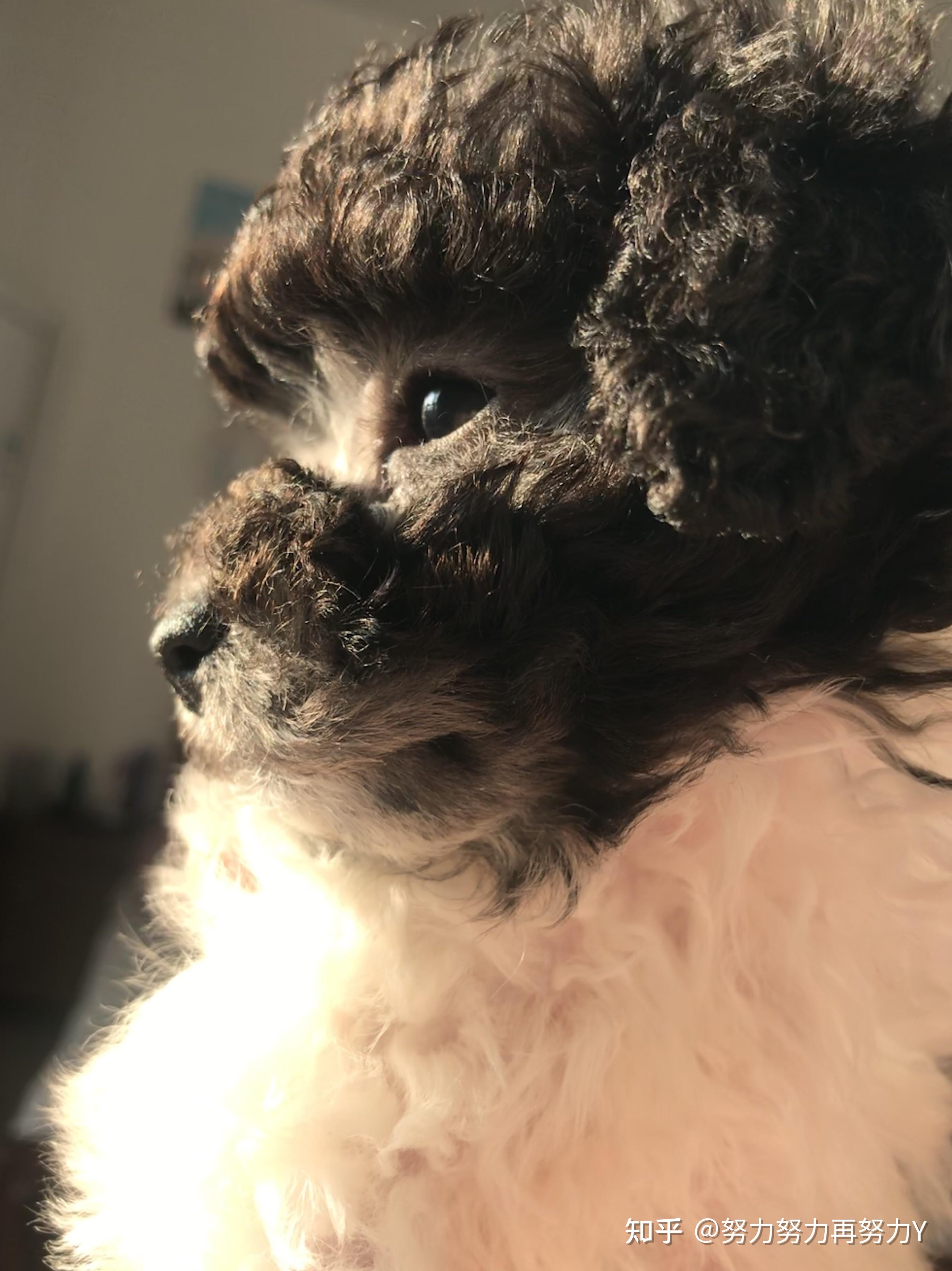 灰白花泰迪尴尬期有多丑蜕变后就有多美