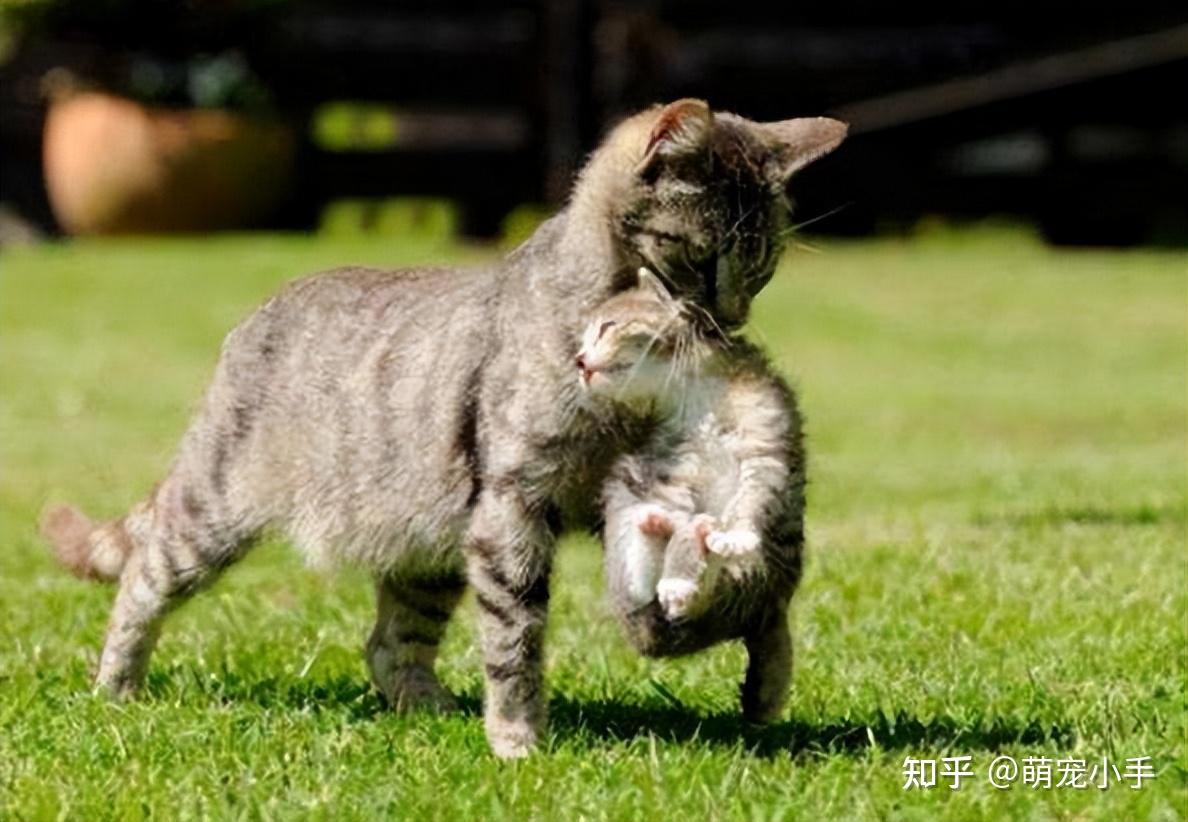猫妈妈把幼崽“叼给你”，不只是因为你是主人 - 知乎