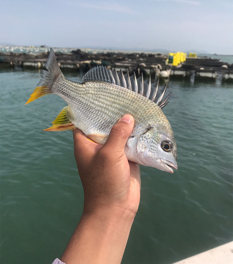 需求越来越多,优质的低热低脂食材越来越被重视,而黄立鱼正是其中之一