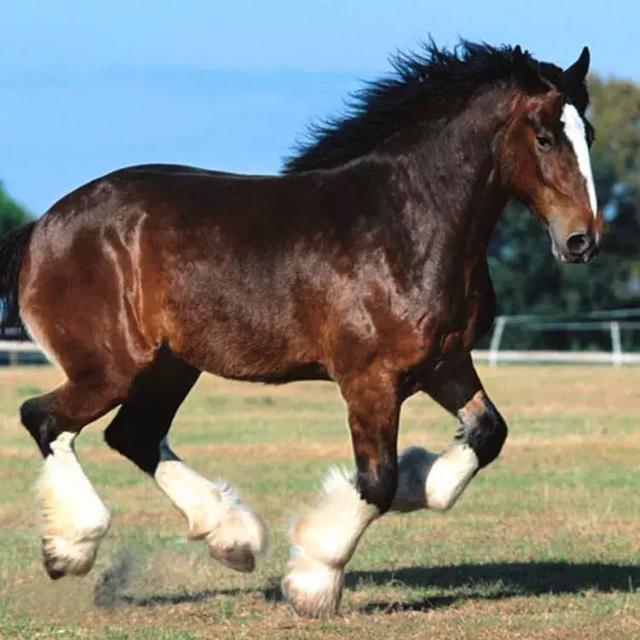 马背上历史马驮着新疆马的传奇非常棒