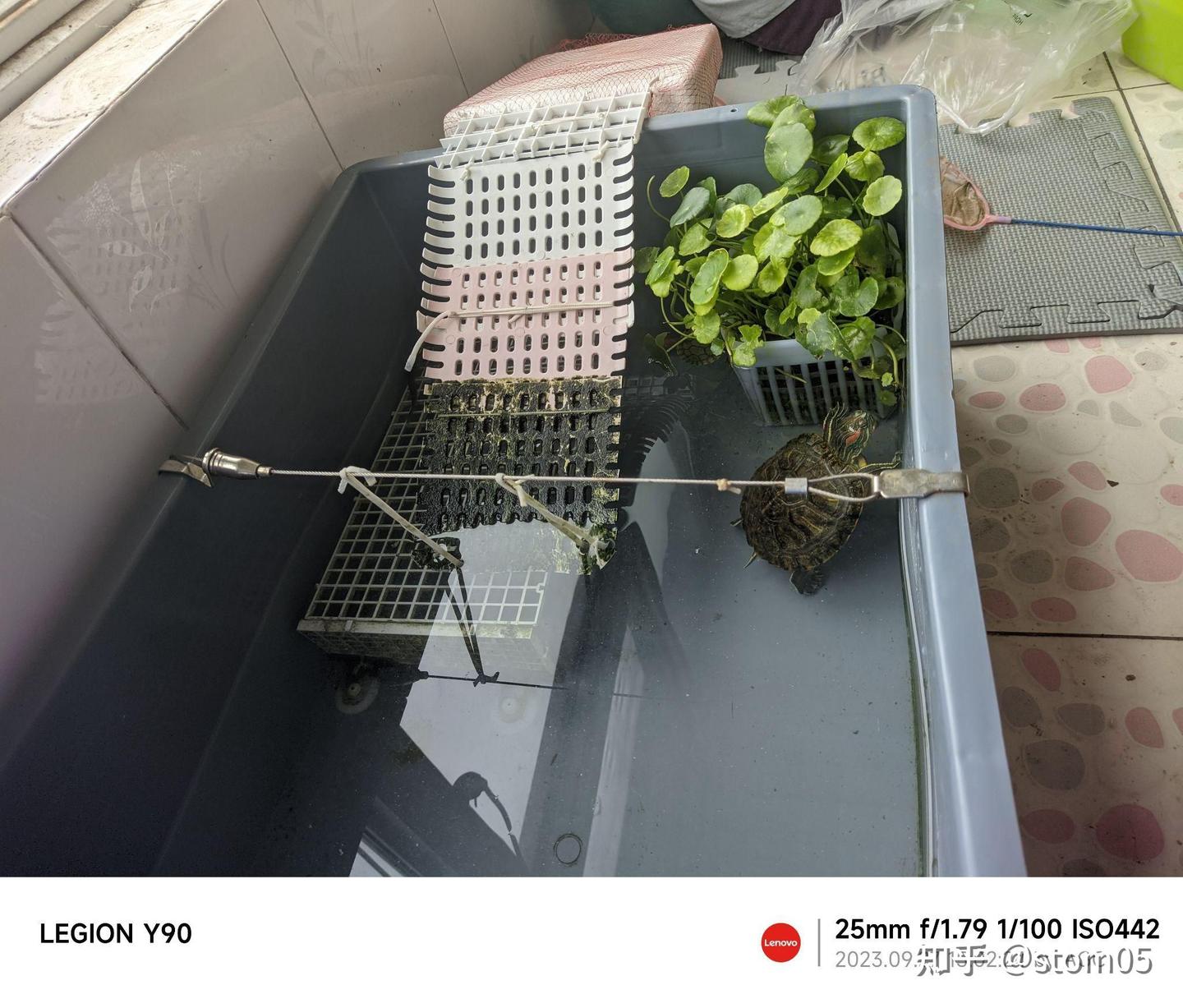 聊聊怎么和巴西龟互动- 知乎