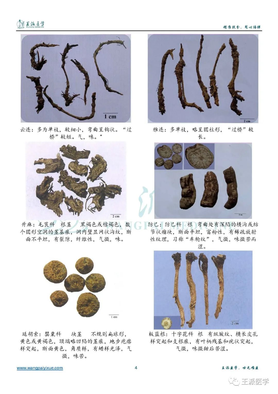 221张药材识别图片大全一句话概括其特点简单好记