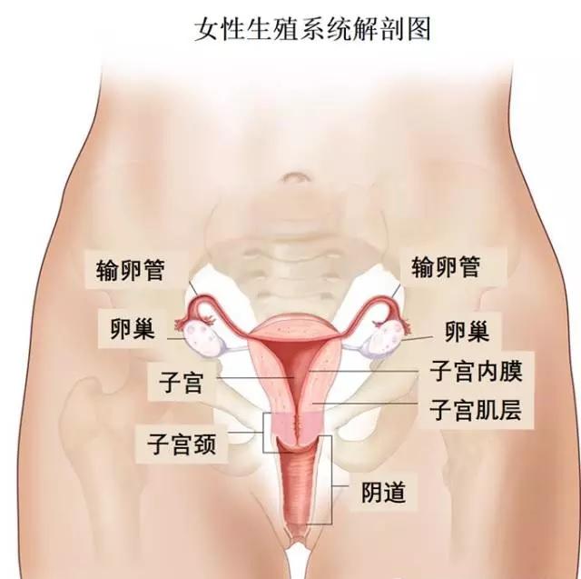 一文读懂卵巢癌的分类 风险因素 早期诊断和临床表现 知乎