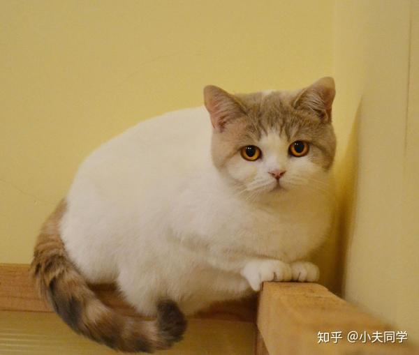 英短毛色大全集梵花篇