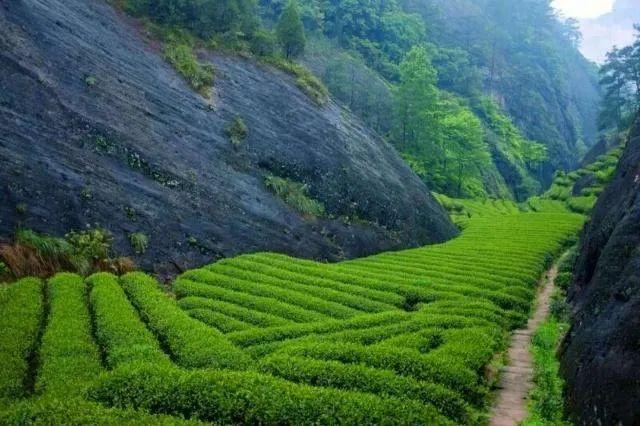 山场和工艺谁最终决定岩茶的命运