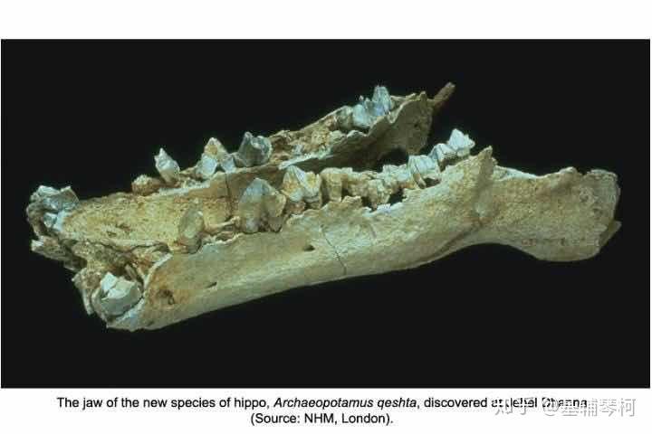 4公尺,体重700公斤族谱所属:偶蹄目-河马科化石时期:中新世-上新世"