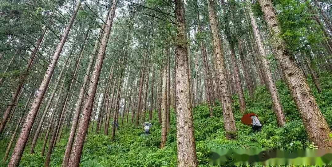 营造杉木速生丰产林,实现丰产,这四个技术要点一个都不能少 - 知乎