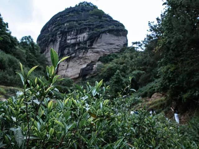 和葡萄酒一样,岩茶亦是"三分技术,七分原料"山场作为岩茶的生长环境