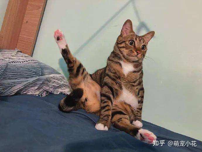 其实猫咪的便便姿势暴露了它的性格超准
