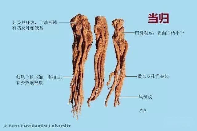 223种中药的鉴别图谱(彩图注释) - 知乎