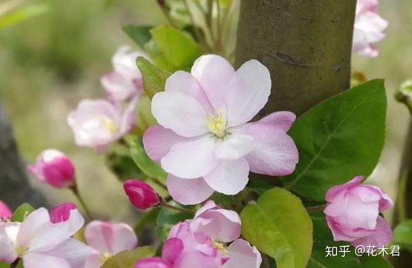 玻璃翠娇艳欲滴 怎么养才能开花不断 快速爆盆 知乎