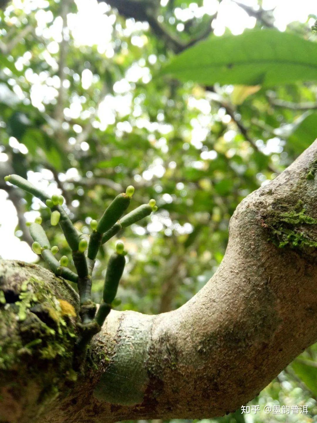 普洱茶的最佳伴侣“螃蟹脚” - 知乎