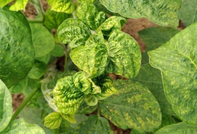 种植大豆过程中 花叶病危害大影响产量 教你如何识别与防治 知乎