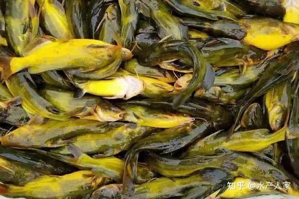 鱼价全线大涨 谨防黄颡鱼 腹水病 减少损失 知乎
