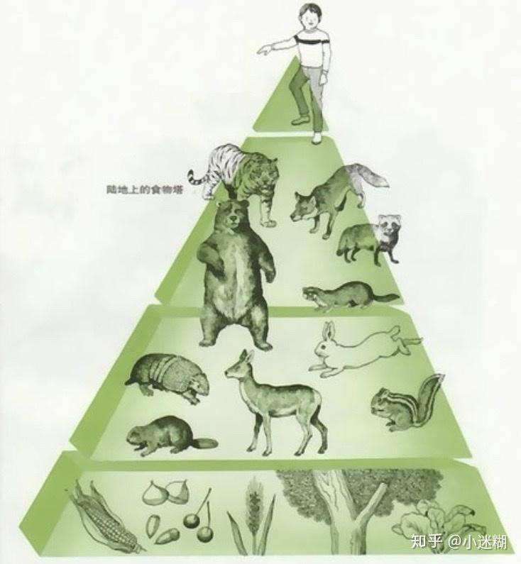 生物链是不可破坏的冠状病毒就是生态平衡被破坏的回馈