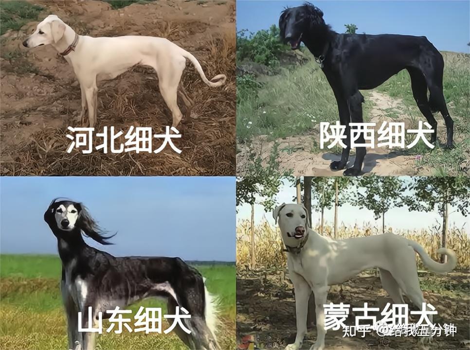 网络热梗“细狗”背后的故事 - 知乎