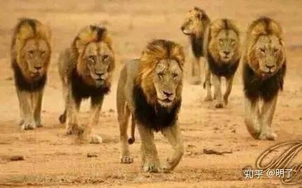 狮子:恩格拉拉里克(老大),瑞斯塔(老二),漂亮(老三),秃尾巴(老四),怪