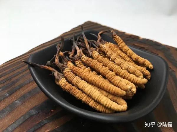 冬虫夏草功效 冬虫夏草有什么作用 冬虫夏草的作用及食用禁忌 知乎