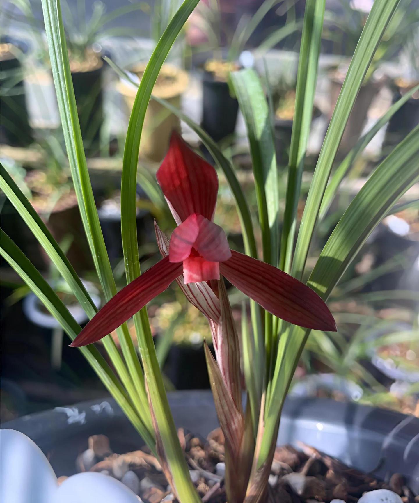 兰花赏析：春兰红花名品鉴赏之九大经典品种解析- 知乎