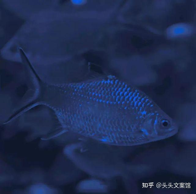 文案天秤座的内心真实写照