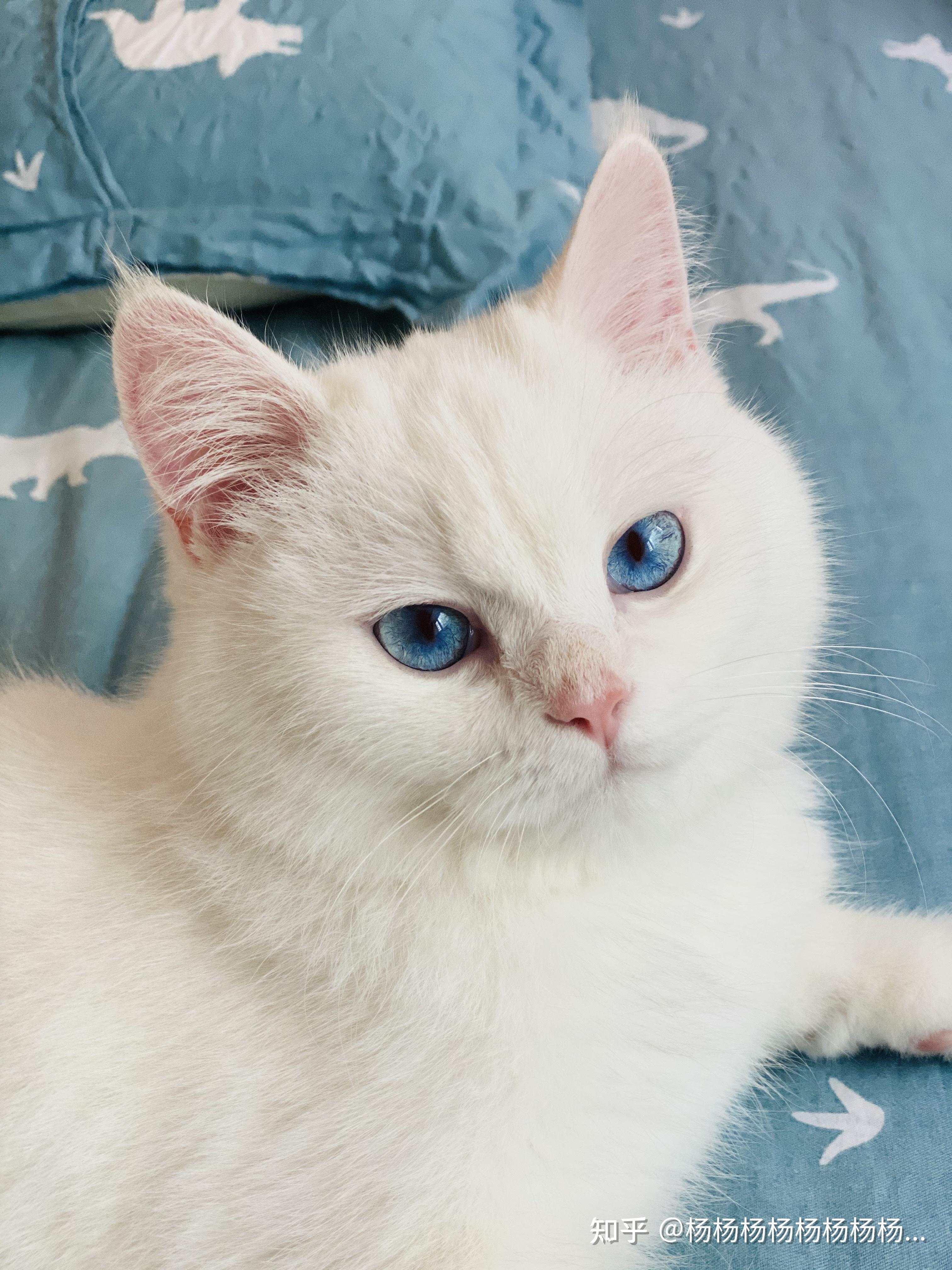 我家3000买的说是纯白英短第一次养猫不懂品相是不是被骗了