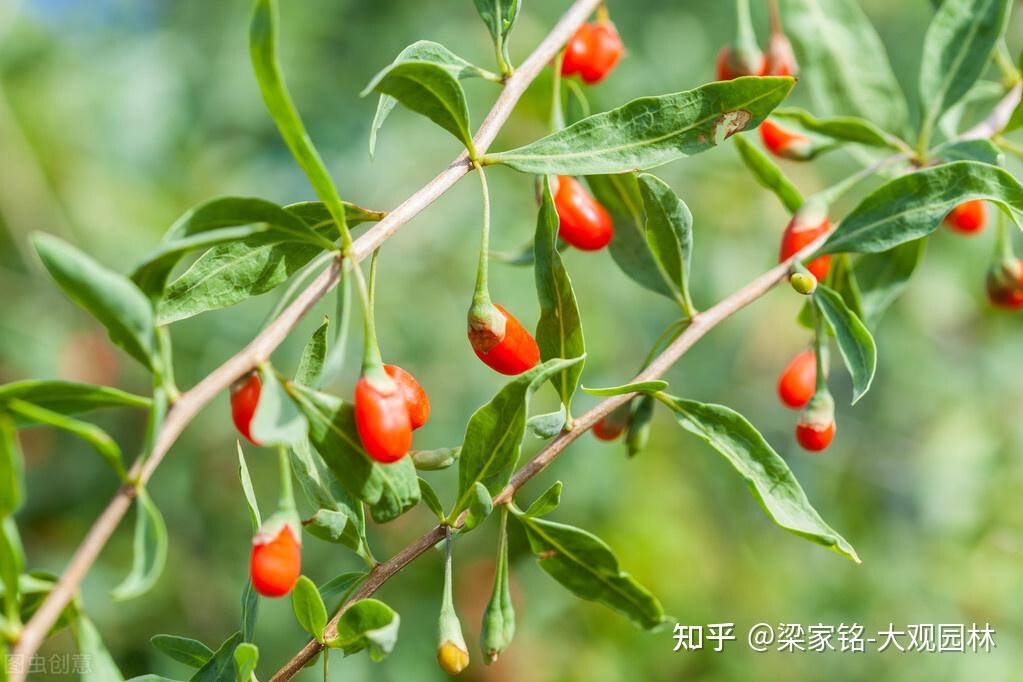 源自中国的药材植物枸杞树,有什么历史故事? - 知乎