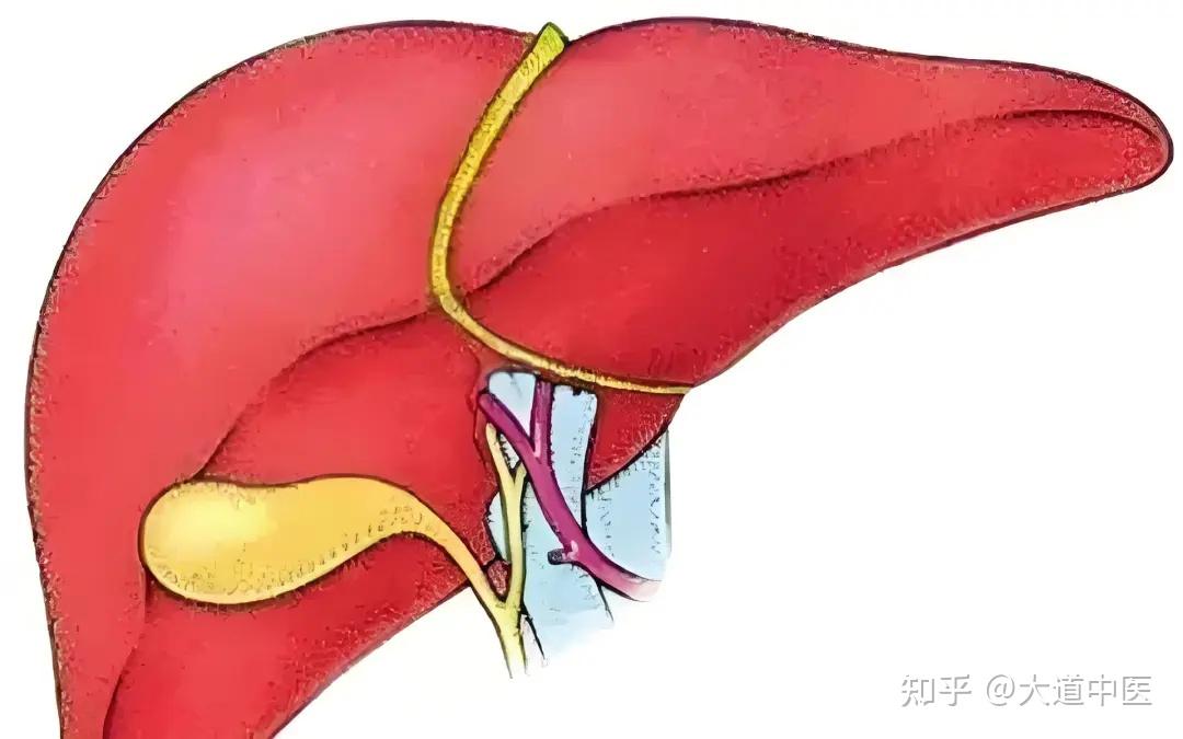 中医诊断:通过脉象变化解读脏腑状态 - 知乎