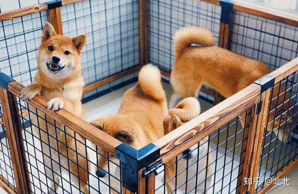 训犬师吐血整理收藏过万的养狗必备指南 知乎