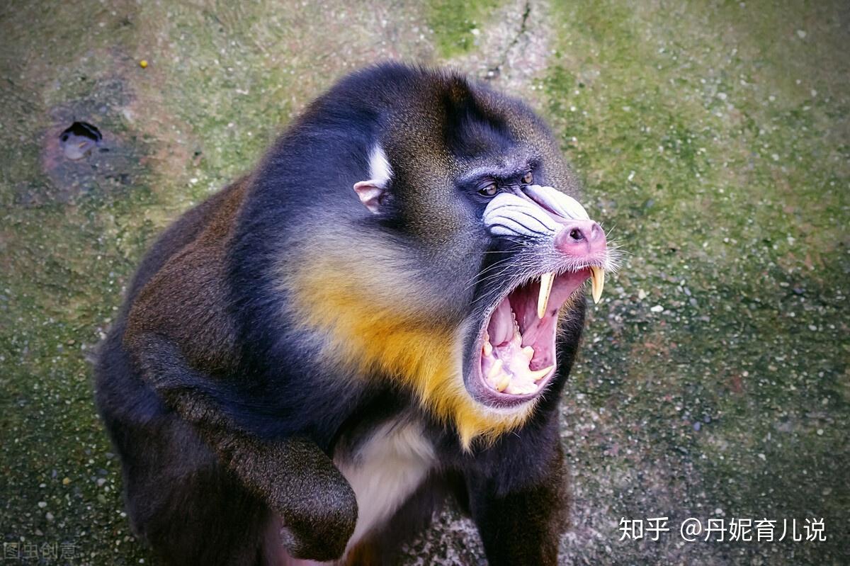 猴子龇牙咧嘴笑图片图片