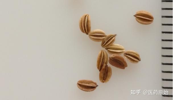 带你识别蛇床子