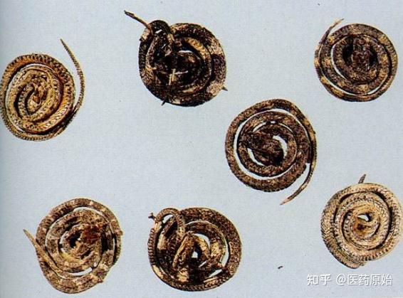 带你识别金钱白花蛇