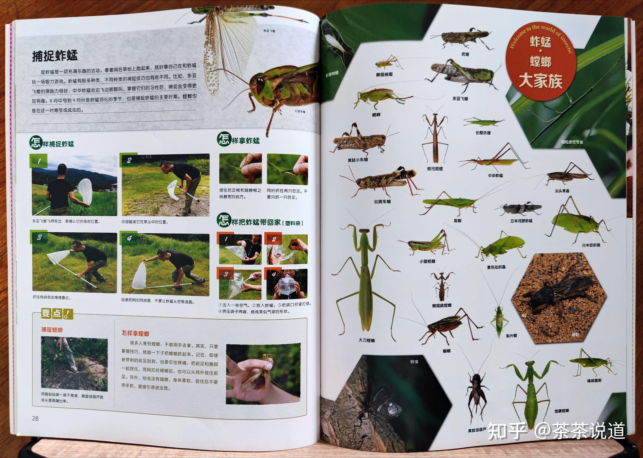 3.买昆虫相关的童书拓展知识