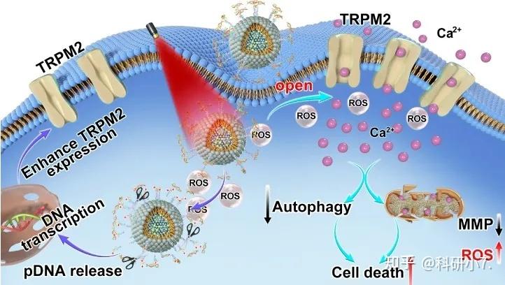 国自然热点 | 关于钙离子通道在疾病发展多种研究创新点 - 知乎