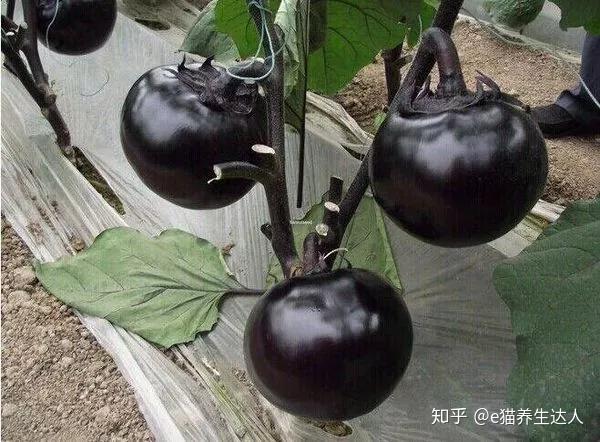 白茄子有什么药用价值 白茄子根有何功效与作用 白茄根又叫什么