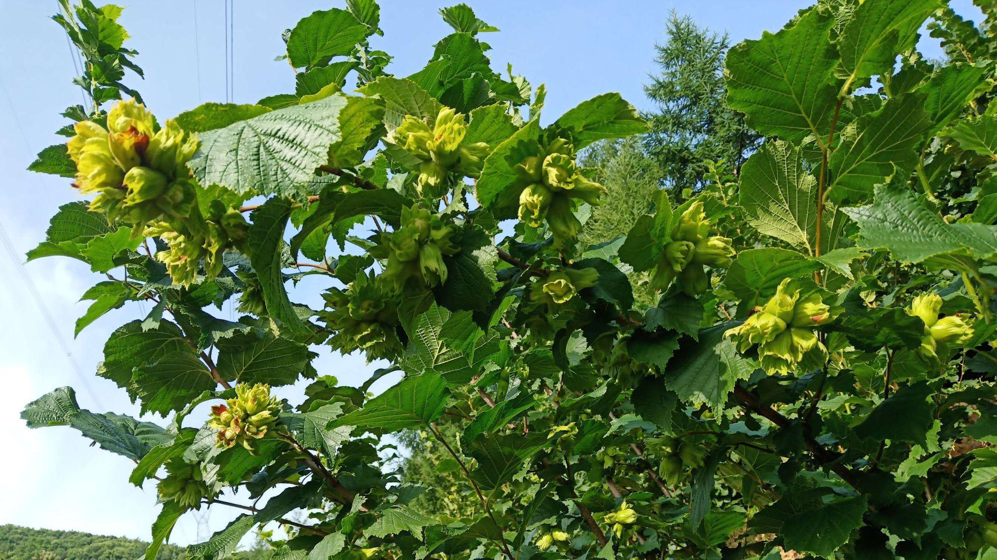 榛子的营养价值高堪比黄金?如果你还不知道的话,就赶紧看看!