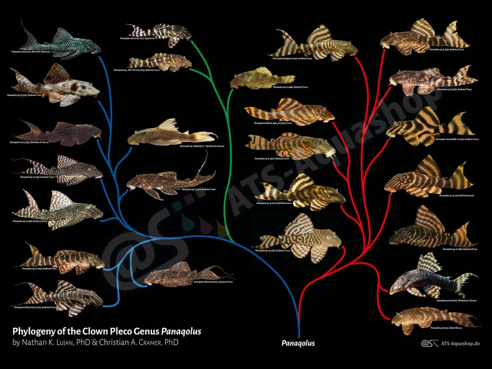 loricariidae吸甲鲶科(异型鱼)的演化,生物学与饲养综述 - 知乎
