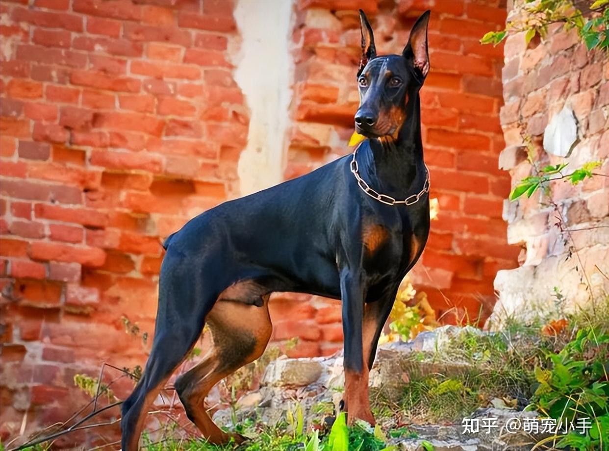 就拿黑色的拉布拉多来说,一般是猎犬出身,对于主人的指令是比较敏感的