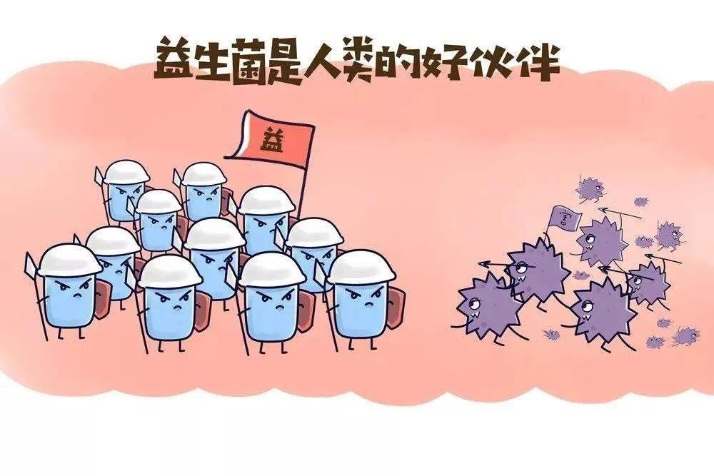 "以菌治菌"|益生菌辅助治疗幽门螺杆菌感染的研究进展