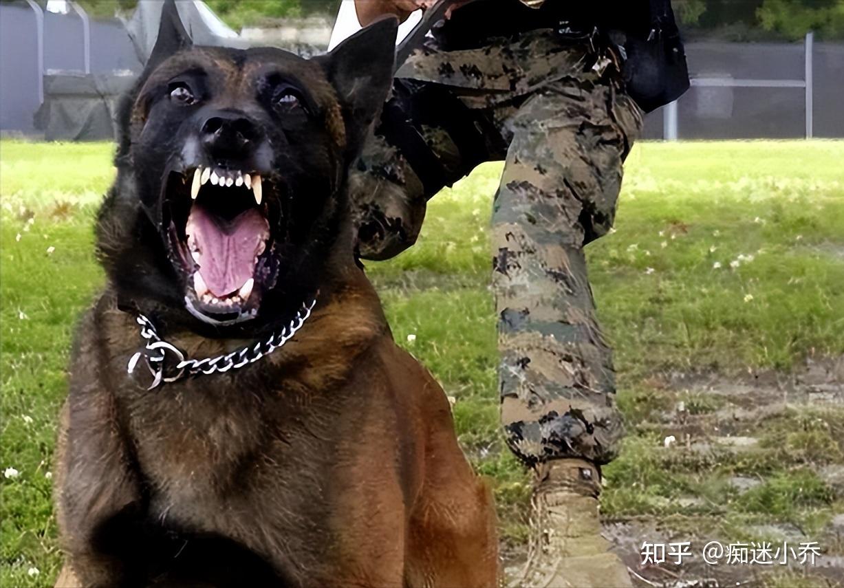 为何养马犬的人不多网友养过一次都怕了