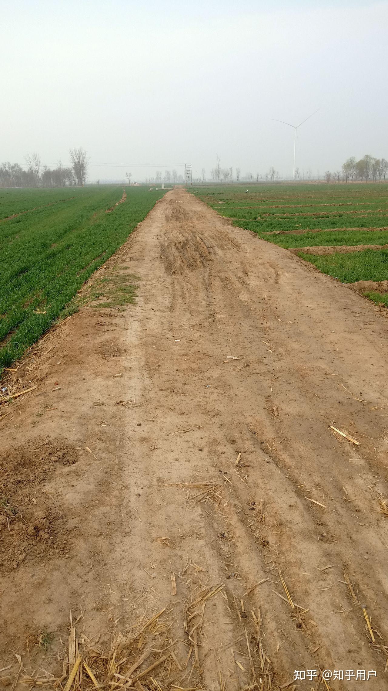 鲁北农村田间小路