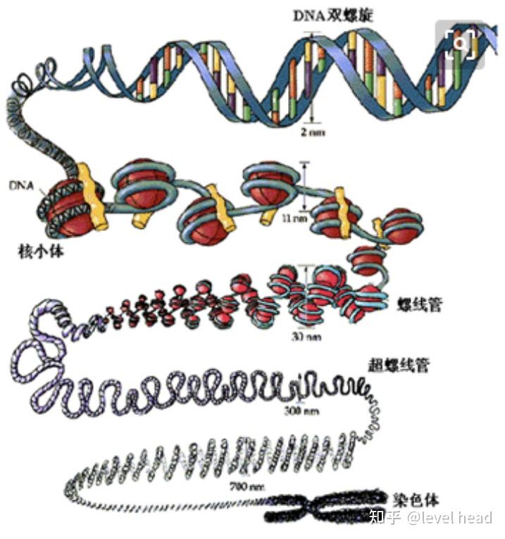 dna的载体,染色质高度浓缩的产物染色体概念