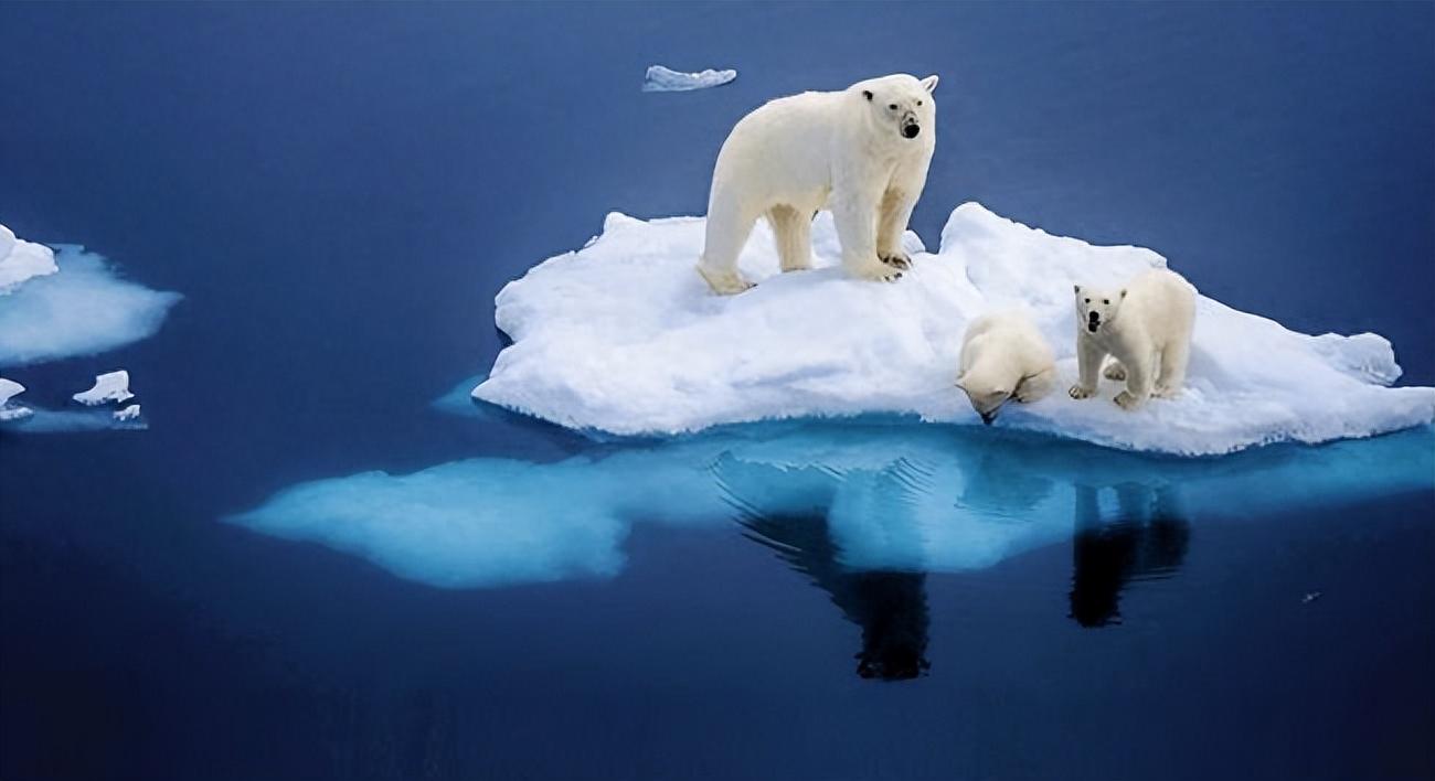 北极熊面临灭绝的真相,气候变化带来的冰川融化加剧了熊的困境!